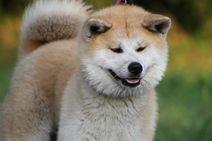 Akita Inu (pixabay) Akita Inu (pixabay)