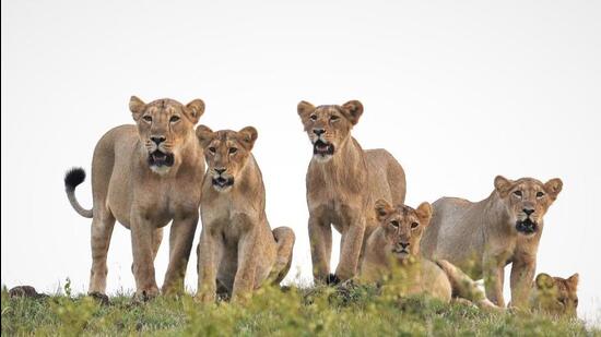 13 of the 23 lions captured from the Gir lion landscape were released back by the forest officials (HT Photo)