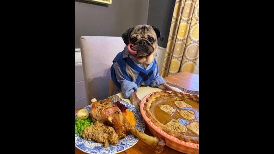Doug enjoying a Thanksgiving meal. (Photo: Instagram/itsdougthepug)