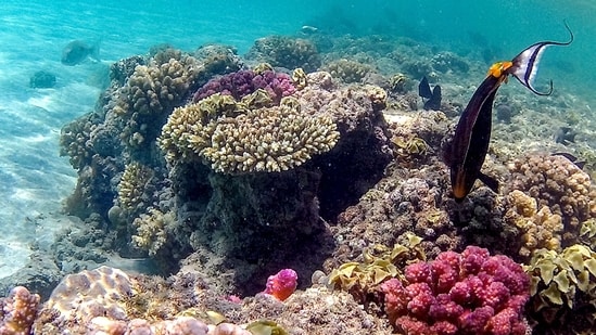 Human-driven climate change has spurred mass coral bleaching as the world's oceans get warmer.