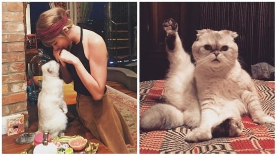 Taylor Swift's cat Olivia Benson is 3rd richest pet in world, worth ₹800 cr  - Hindustan Times