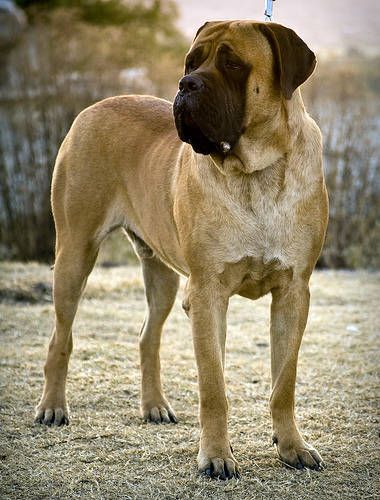 English Mastiff(pinterest)