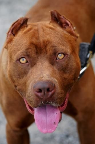 Red Nose Pitbull Terrier(pinterest)