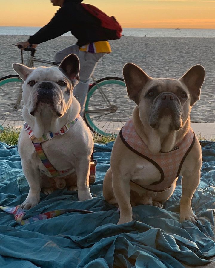 Lady Gaga’s pet French bulldogs, Koji and Gustav. (Photo: Instagram/ladygaga)