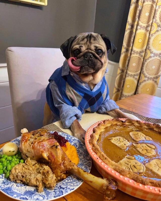 Doug enjoying a Thanksgiving meal. (Photo: Instagram/itsdougthepug)