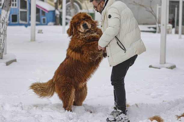 Tibetan Mastiff require a lot of space and a healthy diet to maintain their size.(Gettyimages)
