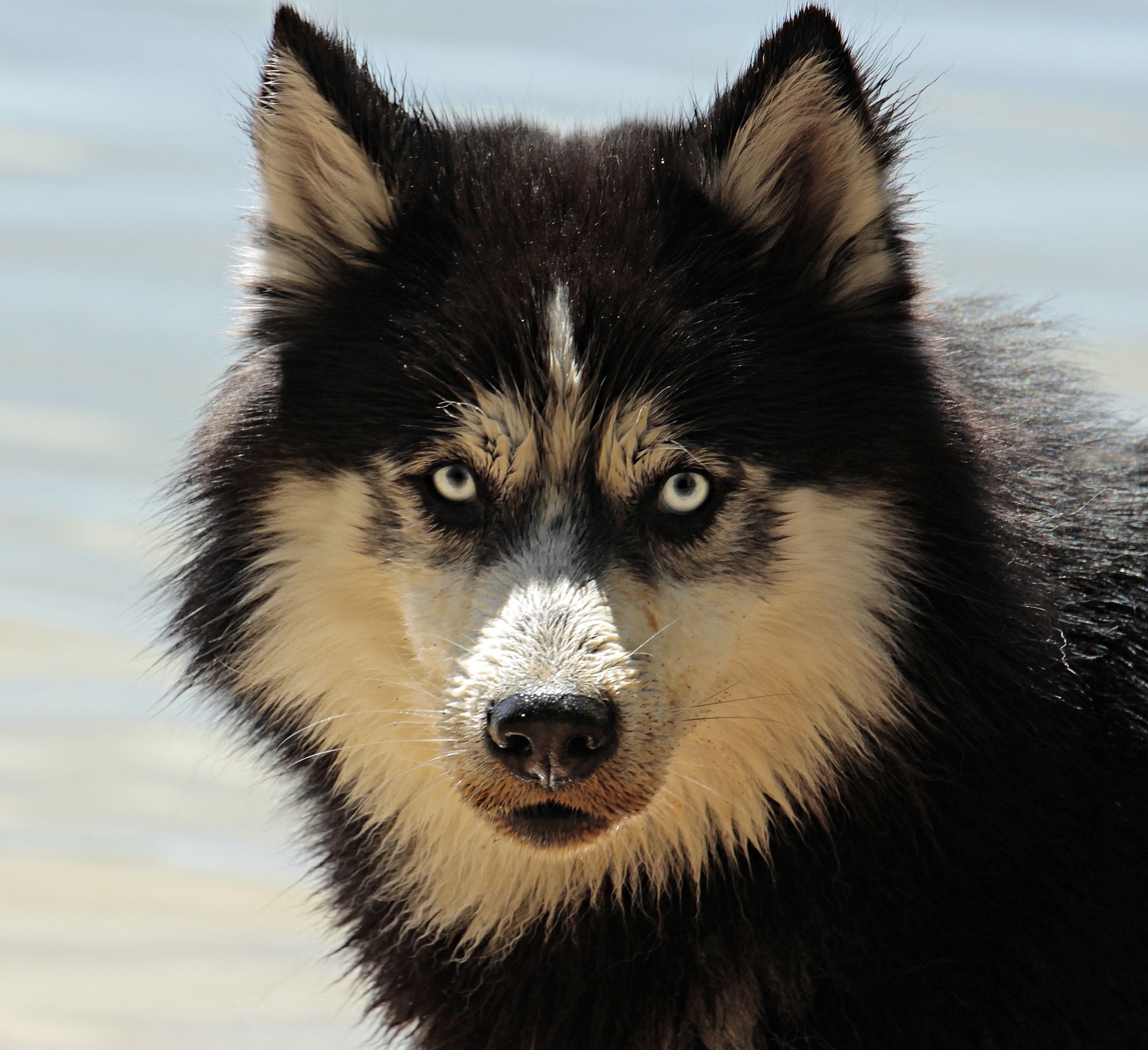 Alaskan Malamute(pixabay)