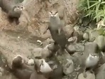 Adorable video of otters chasing butterfly.(Twitter/@buitengebieden) Adorable video of otters chasing butterfly.(Twitter/@buitengebieden)