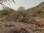 Trees felled in the Aravalli in Sohna. (HT Photo) Trees felled in the Aravalli in Sohna. (HT Photo)