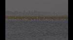 Gogabil lake is a natural waterlogged area of 137 hectares in Bihar’s Katihar district. (HT Photo) Gogabil lake is a natural waterlogged area of 137 hectares in Bihar’s Katihar district. (HT Photo)