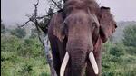 Nicknamed PT-7 (Palakkad tusker 7), the animal has been giving sleepless nights to many forest personnel and all the efforts to send it back to forests have failed repeatedly. (HT Photo) Nicknamed PT-7 (Palakkad tusker 7), the animal has been giving sleepless nights to many forest personnel and all the efforts to send it back to forests have failed repeatedly. (HT Photo)