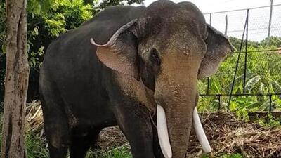 A pedestrian in Wayanad (north Kerala) had a narrow escape from the tusker which was later forced to flee to fringe areas of forests by officials. (ANI (For representation))