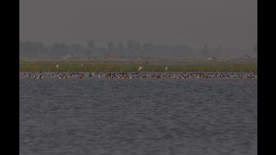 Gogabil lake is a natural waterlogged area of 137 hectares in Bihar’s Katihar district. (HT Photo) Gogabil lake is a natural waterlogged area of 137 hectares in Bihar’s Katihar district. (HT Photo)