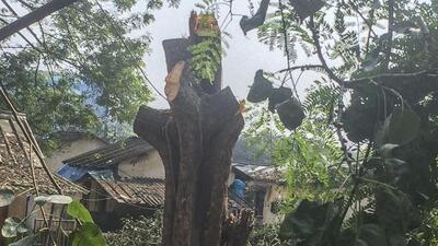 Mumbai, India - September 30, 2018: Mumbai Metro Rail Corporation Ltd (MMRCL) began work in Aarey Colony’s sector 19, Near by 100 trees chopped in 2 days at Aarey Milk Colony for the Metro III car shed in Mumbai, India, on Sunday, September 30, 2018. (Photo by Satish Bate/Hindustan Times) (Satish Bate/HT Photo) Mumbai, India - September 30, 2018: Mumbai Metro Rail Corporation Ltd (MMRCL) began work in Aarey Colony’s sector 19, Near by 100 trees chopped in 2 days at Aarey Milk Colony for the Metro III car shed in Mumbai, India, on Sunday, September 30, 2018. (Photo by Satish Bate/Hindustan Times) (Satish Bate/HT Photo)