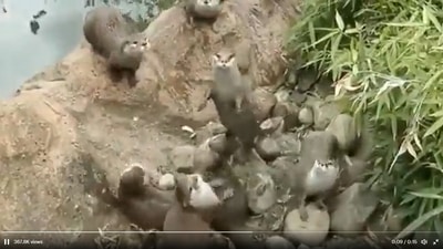 Adorable video of otters chasing butterfly. (Twitter/@buitengebieden)