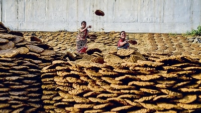 In Chhattisgarh, organic paint – made from cow dung – is being used to paint the walls of government buildings and schools. (HT Photo/Representational image) In Chhattisgarh, organic paint – made from cow dung – is being used to paint the walls of government buildings and schools. (HT Photo/Representational image)
