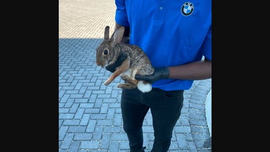 Rabbit cheap running store