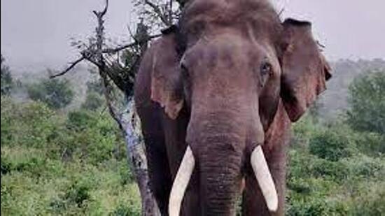 Nicknamed PT-7 (Palakkad tusker 7), the animal has been giving sleepless nights to many forest personnel and all the efforts to send it back to forests have failed repeatedly. (HT Photo)