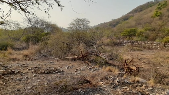 Trees felled in the Aravalli in Sohna. (HT Photo)