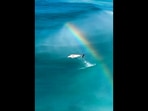 Dolphin jumping over a rainbow goes viral.(Twitter/@gunsnrosesgirl) Dolphin jumping over a rainbow goes viral.(Twitter/@gunsnrosesgirl)