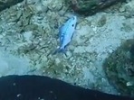 The video shows the fish trapped in a plastic bag that was rescued by a diver.