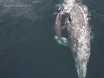 The image shows a mama whale with her newborn baby.