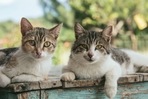 From Bombay cat to Maine Coon: 6 most popular and adorable cat breeds in India(Unsplash) From Bombay cat to Maine Coon: 6 most popular and adorable cat breeds in India(Unsplash)