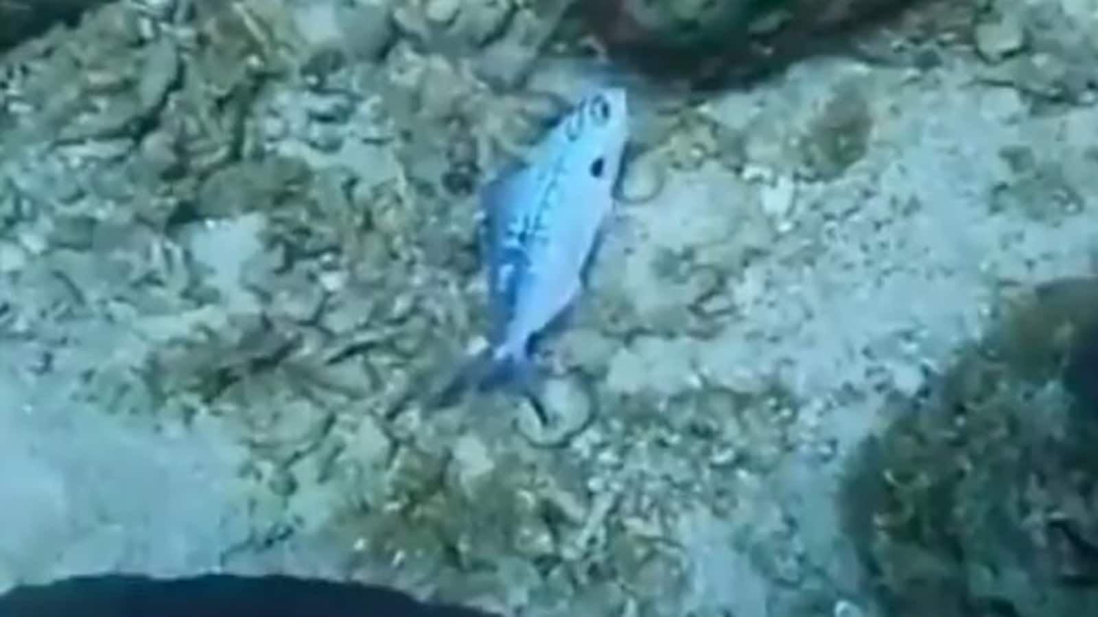 Video shows fish trapped in a plastic bag in ocean. Watch how
