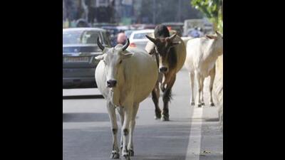 A tender of  ₹2.5 crore for the construction of another shelter for stray bulls has also been floated. (HT Photo)