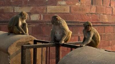 Agra Nagar Nigam have started catching stray dogs and monkeys in areas near the Taj Mahal and Dusshera Ghat (Representative Photo) Agra Nagar Nigam have started catching stray dogs and monkeys in areas near the Taj Mahal and Dusshera Ghat (Representative Photo)