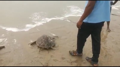 Fishermen rescue turtle stuck in a fishing net. (Twitter/@supriyasahuias)