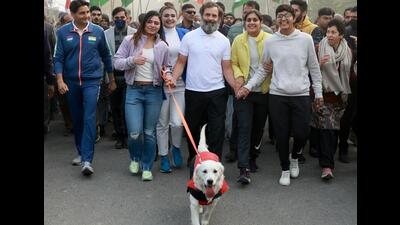 Rahul Gandhi walked around 25 km on the NH-44 from Kohand village to Karnal’s NDRI Chowk. The Bharat Jodo Yatra also passed through Karnal city, the constituency of chief minister Manohar Lal Khattar. (HT Photo) Rahul Gandhi walked around 25 km on the NH-44 from Kohand village to Karnal’s NDRI Chowk. The Bharat Jodo Yatra also passed through Karnal city, the constituency of chief minister Manohar Lal Khattar. (HT Photo)