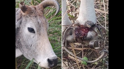 The cow wounded grievously by the trap visible on her right foreleg. (PHOTOS: VIKRAM JIT SINGH) The cow wounded grievously by the trap visible on her right foreleg. (PHOTOS: VIKRAM JIT SINGH)