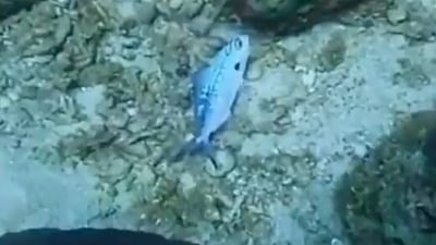 The video shows the fish trapped in a plastic bag that was rescued by a diver. (Twitter/@PearlProtectors)