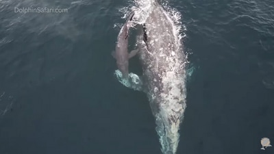 The image shows a mama whale with her newborn baby. (YouTube/@@captdaveswhalewatching)