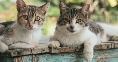From Bombay cat to Maine Coon: 6 most popular and adorable cat breeds in India (Unsplash)