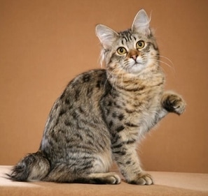One of the most adorable cats is the American Bobtail. (pinterest)