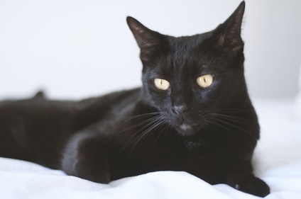 Bombay cats, sometimes known as small panthers, are renowned for their amiable, playful personalities. (Unsplash)