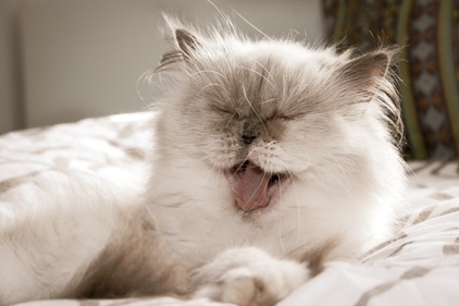 They make excellent household cats since they are laid-back and easygoing and are quite affectionate to the people they love. (pexels)