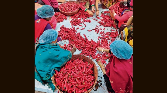 A Bihari Lal Mirch Bharua or stuffed red chilli pickle being prepared by women at the JhaJi unit. (Rajan Kumar)