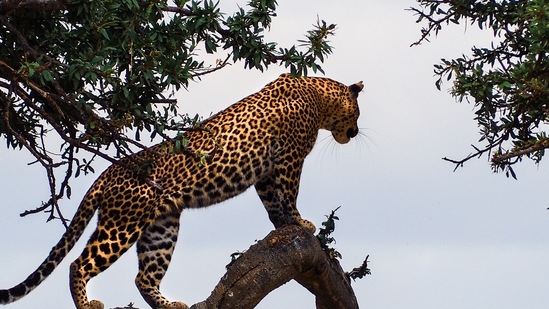 Prime Minister Narendra Modi released the first batch of eight cheetahs from Namibia into a quarantine enclosure at the Kuno National Park on September 17. (Unsplash)