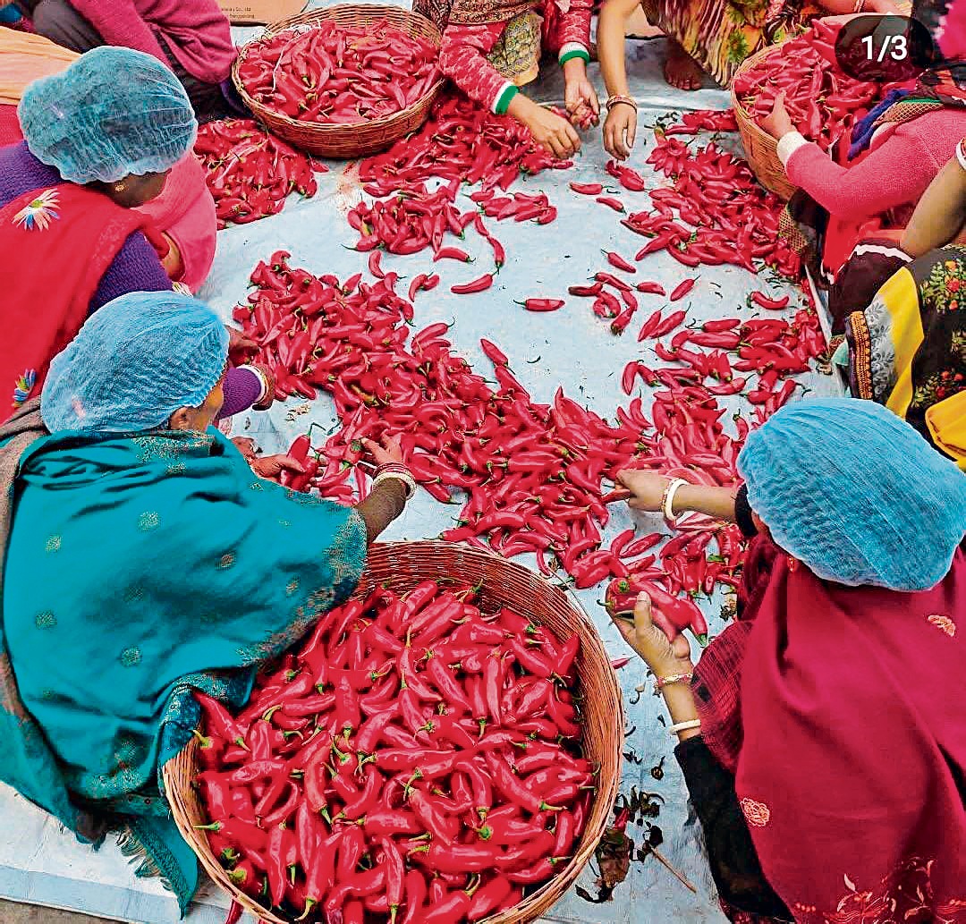 A Bihari Lal Mirch Bharua or stuffed red chilli pickle being prepared by women at the JhaJi unit. (Rajan Kumar) A Bihari Lal Mirch Bharua or stuffed red chilli pickle being prepared by women at the JhaJi unit. (Rajan Kumar)
