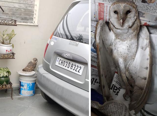 The owl perched by the car in the front yard and (right) the dead owl. (PHOTOS: HARNOOR KAUR & PROF. GURPARTAP SINGH) The owl perched by the car in the front yard and (right) the dead owl. (PHOTOS: HARNOOR KAUR & PROF. GURPARTAP SINGH)