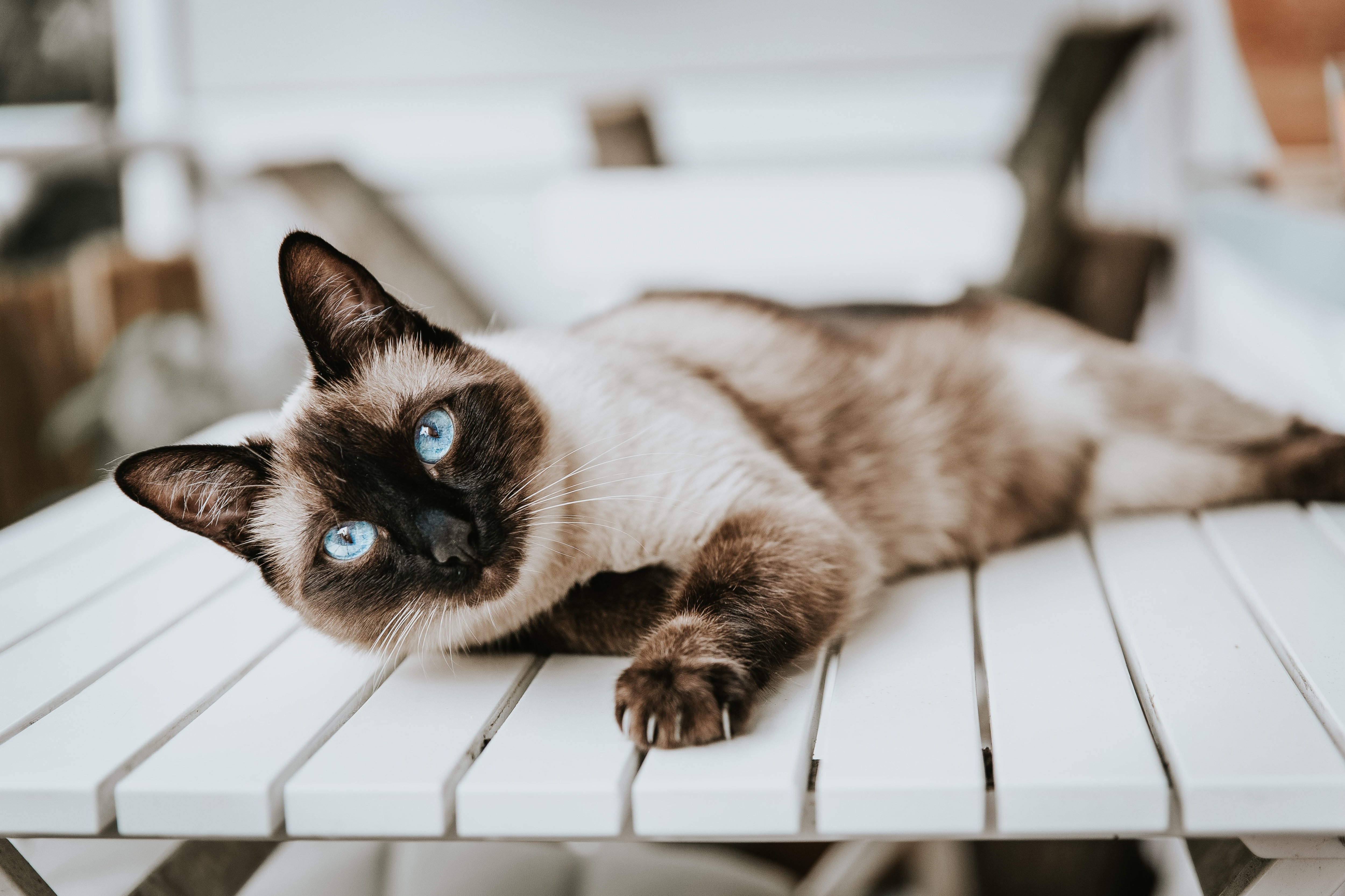 The first recognisable cat breed in Asia is the Siamese cat. (Unsplash)