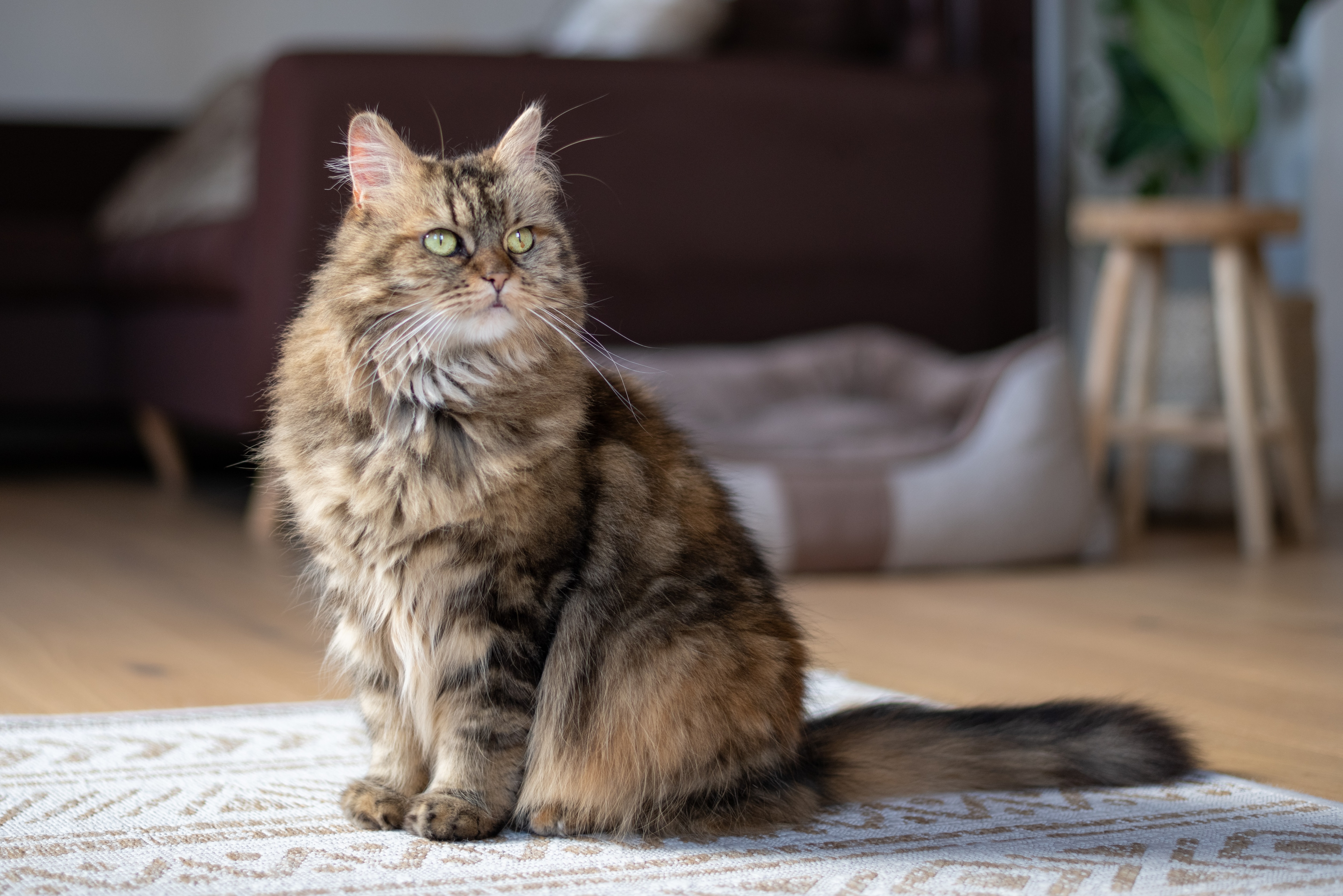The Maine Coon is a breed of giant domestic cat with traits of a breed also known as the Gentle Giant.  (Unsplash)