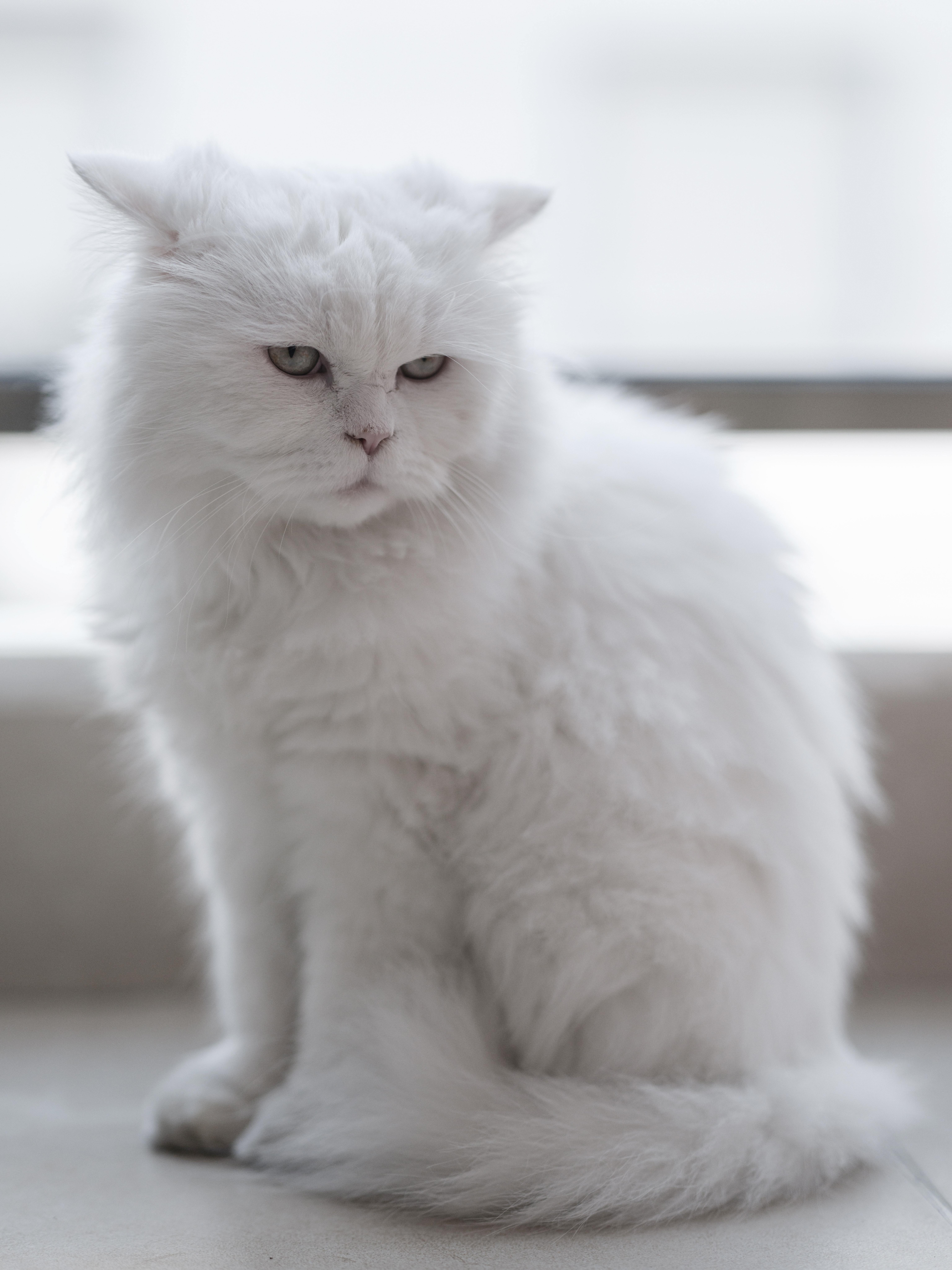 The Persian cat is a popular cat breed worldwide.  It becomes more attractive and beautiful thanks to its attractiveness and fluffy coat (pexels).