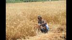 Cold conditions in Bihar have come as a relief for farmers sowing rabi crops with the agriculture department predicting that the wheat production this year would be around 70 lakh metric tonnes, higher than last year’s wheat production. (HT Photo) Cold conditions in Bihar have come as a relief for farmers sowing rabi crops with the agriculture department predicting that the wheat production this year would be around 70 lakh metric tonnes, higher than last year’s wheat production. (HT Photo)