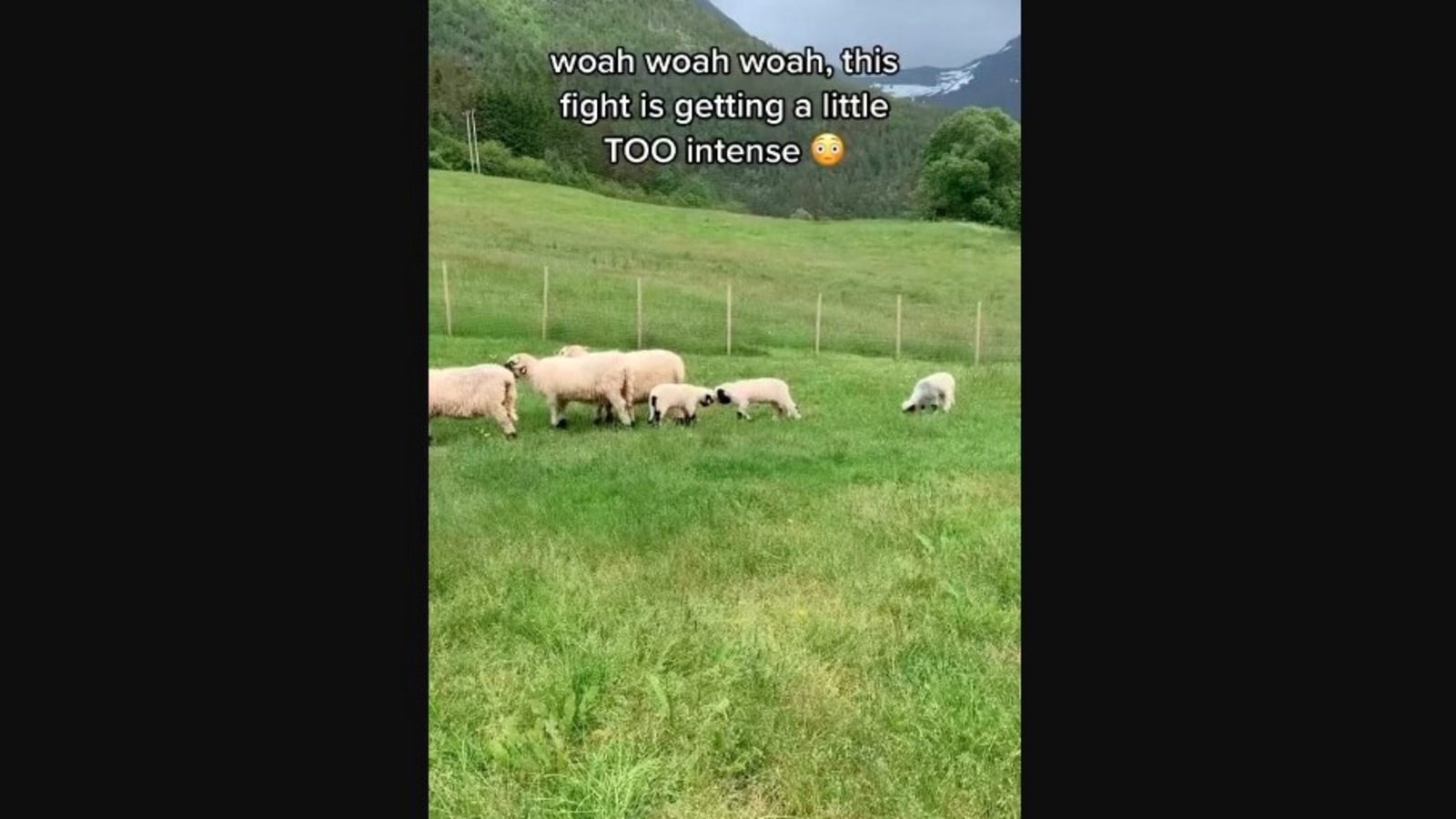 Baby sheep engage in intense fight adorably funny video makes