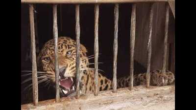 The leopard trapped in the house. (Sourced)