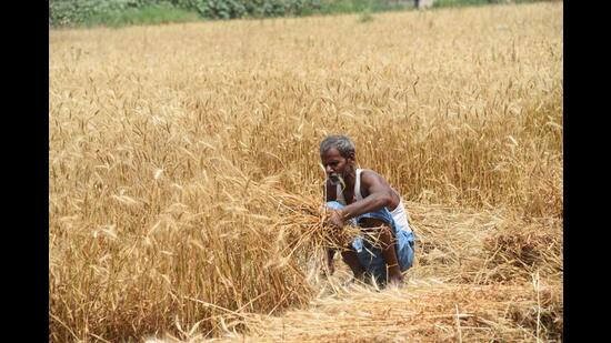 Cold conditions in Bihar have come as a relief for farmers sowing rabi crops with the agriculture department predicting that the wheat production this year would be around 70 lakh metric tonnes, higher than last year’s wheat production. (HT Photo)